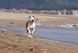 AMSTAFF ADULT 180